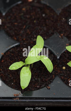 Eggplant seeds germinating in a seedling tray Stock Photo