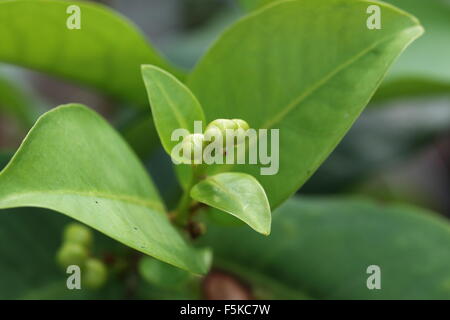 Fruit buds of Syzygium samarangense or known as Wax jambu Stock Photo