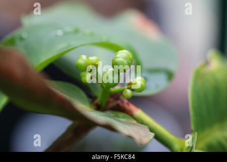 Fruit buds of Syzygium samarangense or known as Wax jambu Stock Photo