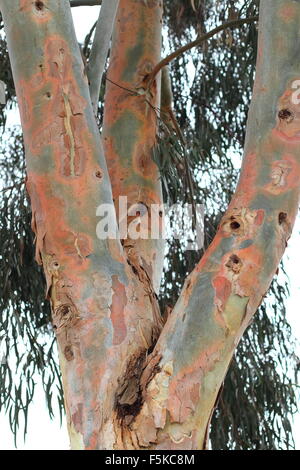 Eucalyptus tree trunk Stock Photo