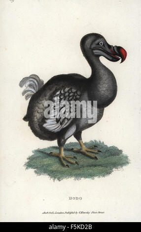 Dodo, Raphus cucullatus, extinct flightless bird. Handcoloured copperplate engraving after an illustration by George Shaw from his Zoological Lectures, Delivered at the Royal Institution, G. Kearsley, London, 1808. Stock Photo