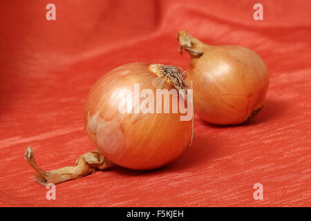 Still Life - Onion Stock Photo
