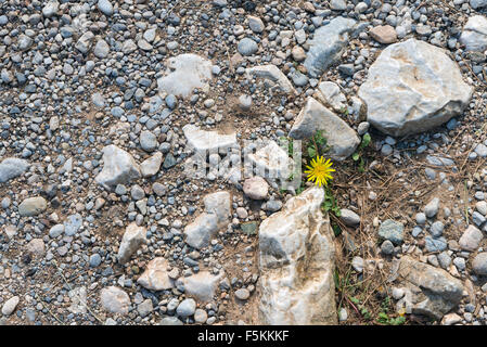 Yellow flower. Growing from the arid soil Stock Photo