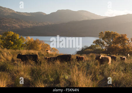 Herd of highland cattle above Loch Katrine in autumn at sunset, Scotland, UK Stock Photo