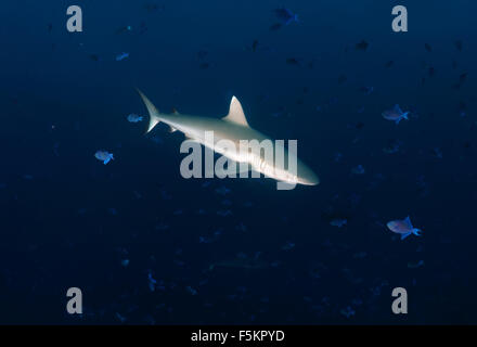 Grey reef shark (Charcarhinus amplyrynchos) Indian Ocean, Maldives Stock Photo