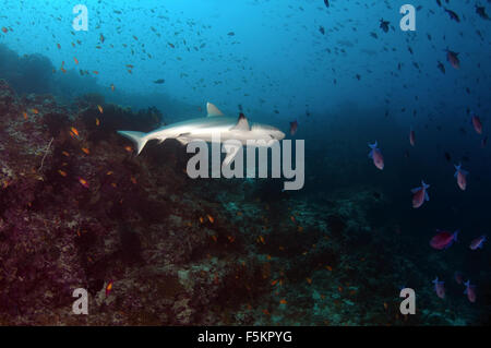 Grey reef shark (Charcarhinus amplyrynchos) Indian Ocean, Maldives Stock Photo