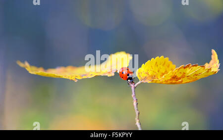 Ladybug on leaf in autumn time Stock Photo