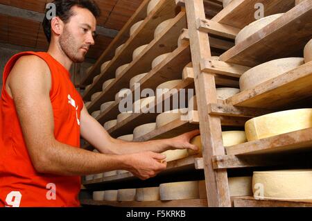 Agordino cheese, malga production of traditional cheese, loafs - Laste di Rocca Pietore,  Agordino, Belluno, Veneto, Italy    Cr Stock Photo