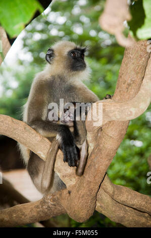 Gray langur with baby, india, asia Stock Photo