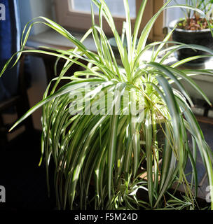 Spider Plant, Chlorophytum comosum. Stock Photo