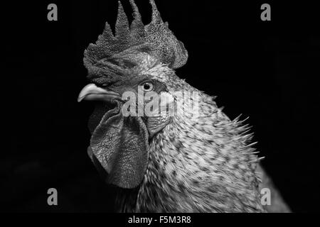Black and white portrait of rooster looking sideways Stock Photo