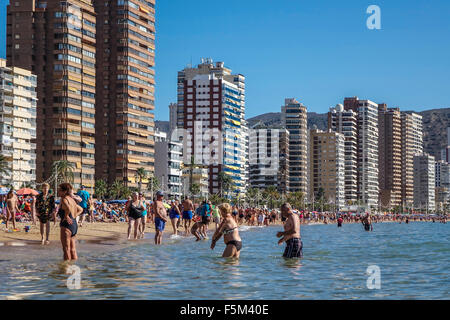 Benidorm, Spain. 6th November, 2015. Packed beaches in the hot weather which continues to favour this popular resort even in autumn, with many taking a dip in the warm sea to cool down.The 275th annual Fiesta begins tomorrow and promises to break many records. Credit:  Mick Flynn/Alamy Live News Stock Photo