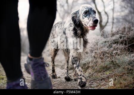Legs of mid adult woman walking dog on frosty path Stock Photo
