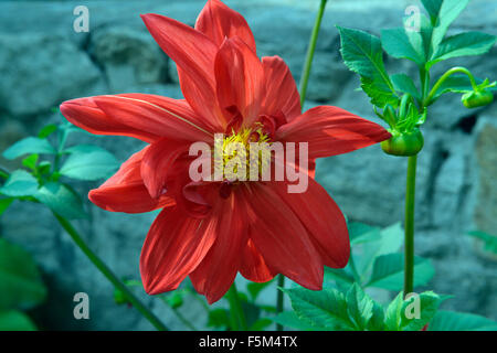 dahlia Stock Photo
