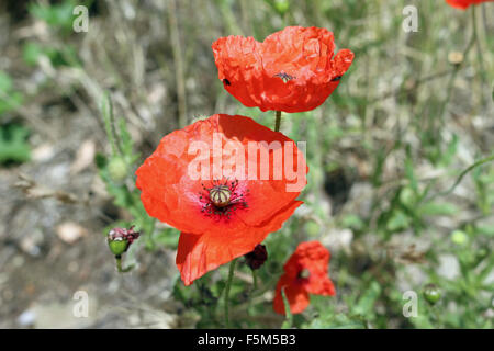 Two common red poppies, Papaver rhoeas, with blurred background of leaves and soil that could be used in connection with a remembrance day service.