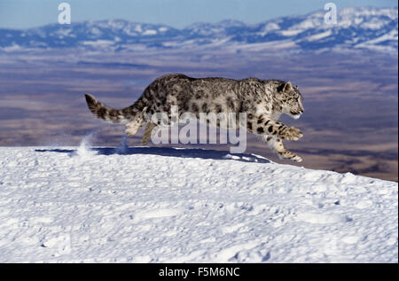 Snow Leopard or Ounce, uncia uncia, Adult running on Snow through Mountain Stock Photo