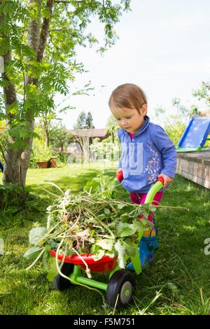 Female toddler pushing toy wheelbarrow with weeds in garden Stock Photo