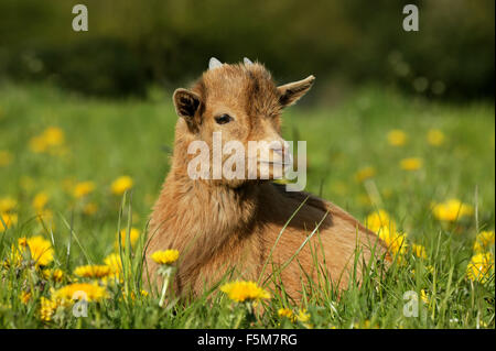 Pygmy Goat or Dwarf Goat, capra hircus, 3 Months Old Baby Goat Stock Photo