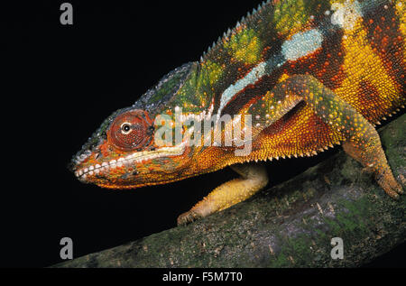 Jewelled Chameleon or Carpet Chameleon, furcifer lateralis, Adult standing on Branch Stock Photo