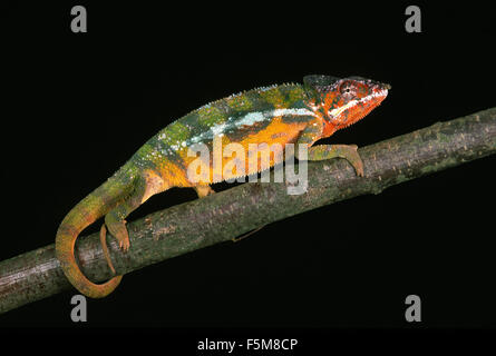 Jewelled Chameleon or Carpet Chameleon, furcifer lateralis, Adult against Black Background Stock Photo