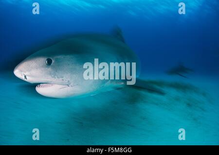 Underwater view of large tiger shark (Galeocerdo cuvier) patrolling reef  edge, Northern banks, Bahamas Stock Photo