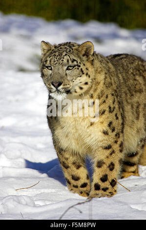 Snow Leopard or Ounce, uncia uncia, Adult standing on Snow Stock Photo