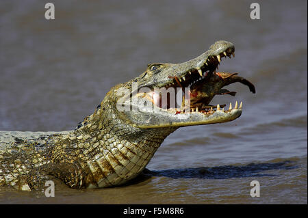 Spectacled Caiman, caiman crocodilus, Adult Catching Fish, Los Lianos in Venezuela Stock Photo