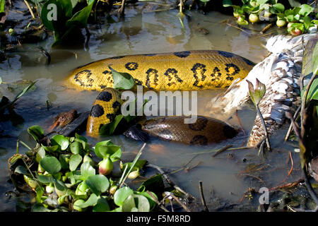Green Anaconda, eunectes murinus Eating Wood Stock,  mycteria americana, Los Lianos in Venezuela Stock Photo