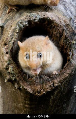 Common Dormouse, muscardinus avellanarius, Adult standing at Nest Entrance, Normandy Stock Photo