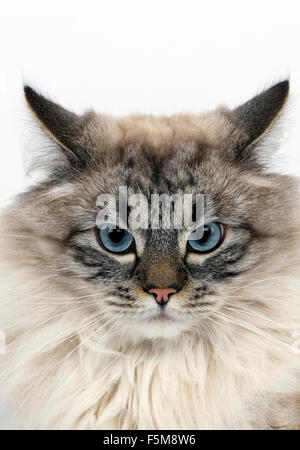 Seal Tabby Point Neva Masquerade Siberian Domestic Cat, Portrait of Male against White Background Stock Photo