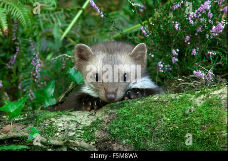 Stone Marten or Beech Marten, martes foina, Young with Heaters, Normandy Stock Photo