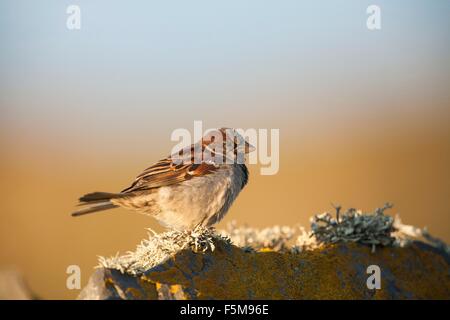 House Sparrow (passer domesticus) side view on wall, Fair Isle, Shetland, United Kingdom