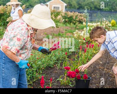 Senior woman and grandson harvesting flowers on farm Stock Photo