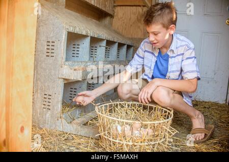 Boy collecting eggs from hen house Stock Photo