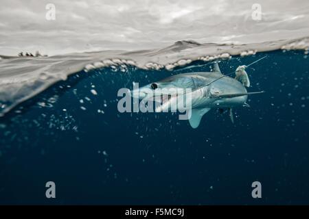 Underwater view of young mako shark struggling with fishing line, Pacific side, Baja California, Mexico Stock Photo