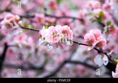 Cherry blossom blooming during sakura season in Shinjuku Gyoen National Garden in Tokyo, Japan Stock Photo