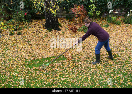 Woman gardener clearing Autumn leaves Coalbrookdale, Shropshire, Britain, Uk Credit:  David Bagnall Stock Photo
