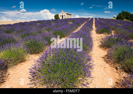 Lavender (Lavandula angustifolia) field, chapel, Alpes-de-Haute-Provence, Provence, Provence-Alpes-Côte d'Azur, France Stock Photo