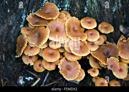 Close up of Xeromphalina campanella mushrooms with common names the Golden Trumpet and the Bell Omphalina or fuzzy-foot Stock Photo