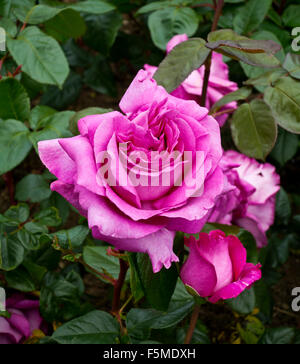 Close up of pink rose flower growing in a garden a woody perennial of the genus Rosa, within the family Rosaceae Stock Photo