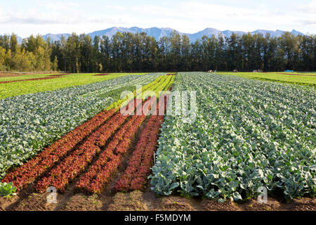 Vegetables growing at various stages of maturity. Stock Photo