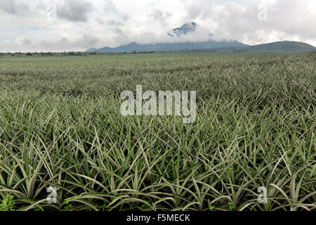 Fields of a Dole Pineapple Plantation on the foot of volcano Mount Matutum (2286 meter) near Polomolok, South Cotabato, Mindanao, The Philippines Stock Photo