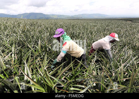 Worker in a Dole Pineapple Plantation near Polomolok, South Cotabato, Mindanao, The Philippines Stock Photo