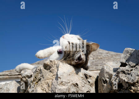 Tabby cat lying on a stone wall with its eyes closed and yawning Stock Photo