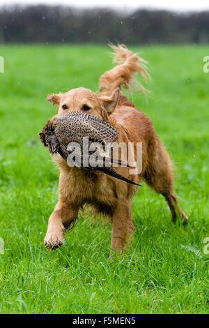 golden retriever picking up a pheasant Stock Photo