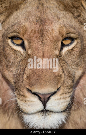 The strong and beautiful face of a male lion very close up Stock Photo ...