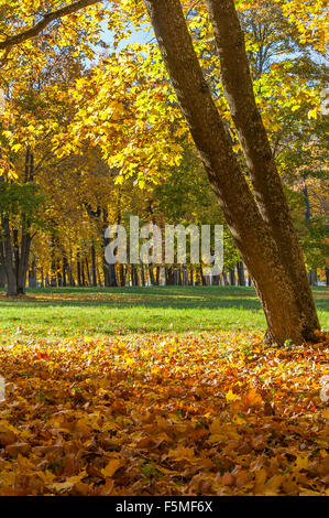 Golden Autumn In a Park Stock Photo