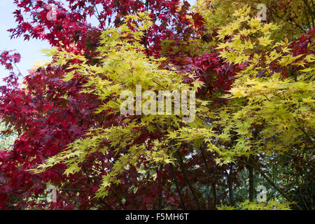 Acer palmatum 'beni kawa' tree leaves changing colour in autumn. UK Stock Photo