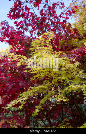 Acer palmatum 'beni kawa' tree leaves changing colour in autumn. UK Stock Photo