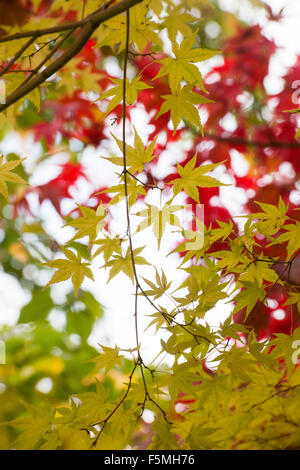 Acer palmatum 'beni kawa' tree leaves changing colour in autumn. UK Stock Photo